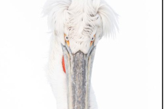 Dalmatian Pelican