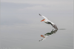 Dalmatian Pelican