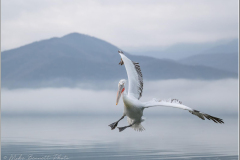 Dalmatian Pelican