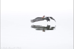 Dalmatian Pelican
