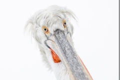 Dalmatian Pelican