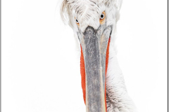 Dalmatian Pelican