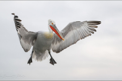 Dalmatian Pelican