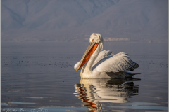 Dalmatian Pelican