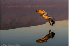 Dalmatian Pelican