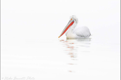 Dalmatian Pelican