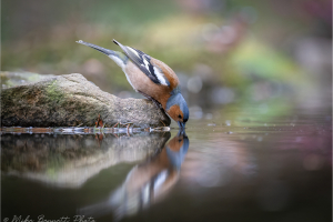 Wildlife