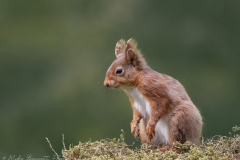 Red Squirrel, North Yorkshire