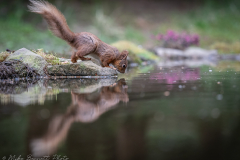 Red Squirrel, North Yorkshire