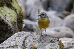 Grey Wagtail