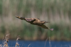 Bittern in Flight, Far Ings