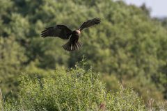 Marsh Harrier