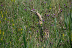 Bittern, Far Ings