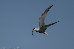 Arctic Tern, Far Ings