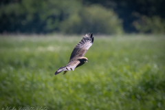 Marsh Harrier