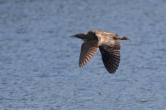 Bittern In Flight, Far Ings