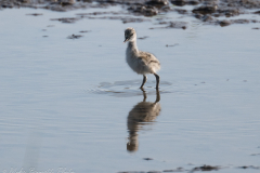Juvenile Avocet 