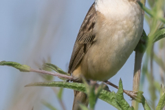 Sedge Warbler