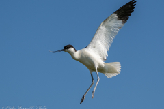Avocet