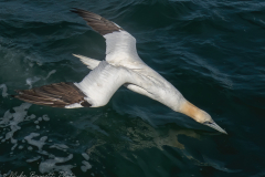 Gannet - Bempton Cliffs
