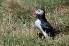 Puffin - Farne Islands