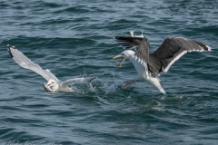Gulls Feeding - Bempton Cliffs