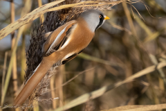 Bearded Tit - Northern Lincolnshire