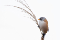 Bearded Tit - Northern Lincolnshire