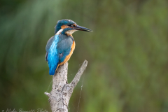 Kingfisher - Northern Lincolnshire