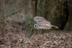 Owl - National Centre for Birds of Prey
