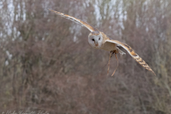 Barn Owl - National Centre for Birds of Prey