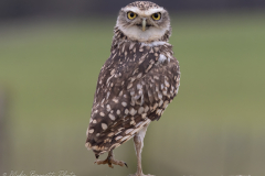 Little Owl - National Centre for Birds of Prey