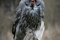 Great Grey Owl - National Centre for Birds of Prey