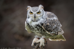 Great Horned Owl - National Centre for Birds of Prey