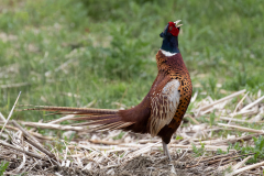 Pheasant - Northern Lincolnshire