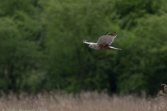 Marsh Harrier - Northern Lincolnshire