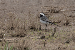 Pied Wagtail - Northern Lincolnshire