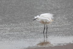 Little Egret - Northern Lincolnshire
