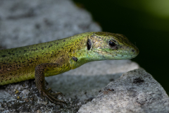 Green Lizard - Lake Kerkini, Greece
