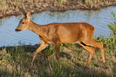 Roe Deer - Northern Lincolnshire