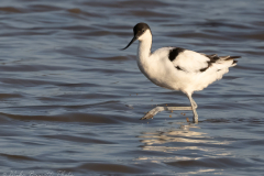 Avocet - Northern Lincolnshire