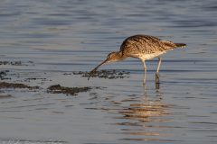 Curlew - Northern Lincolnshire