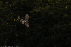 Sparrowhawk - Northern Lincolnshire