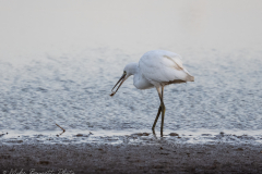 Little Egret - Northern Lincolnshire