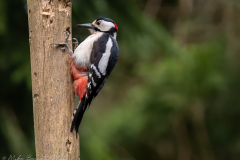 Great Spotted Woodpecker