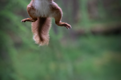 Red Squirrel, North Yorkshire