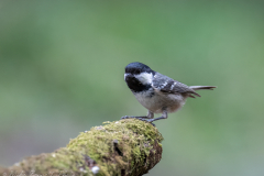 Coal Tit