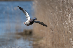 Mallard in Flight