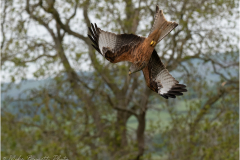 Red Kite, Diving for Prey