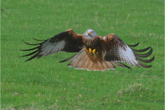 Red Kite , North Yorkshire